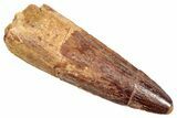 Fossil Spinosaurus Tooth - Real Dinosaur Tooth #245119-1